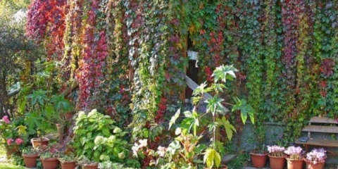 Kako uzgajati djevojačko grožđe iz sjemenki kod kuće